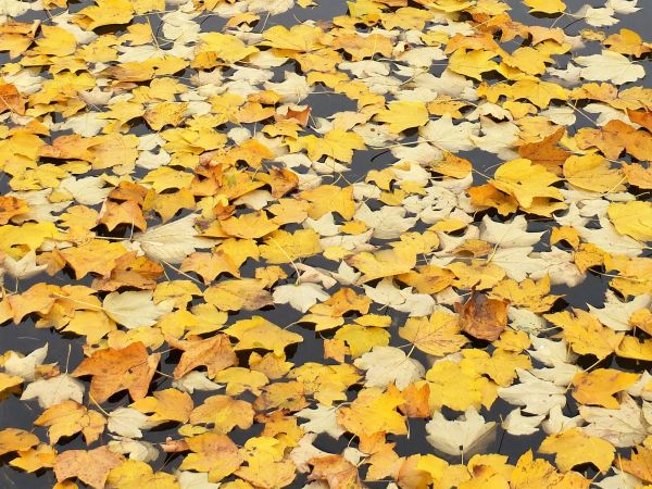 autumn leaves